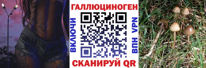 darknet как зайти  где продают   Тетюши  Псилоцибиновые грибы MAGIC MUSHROOMS 